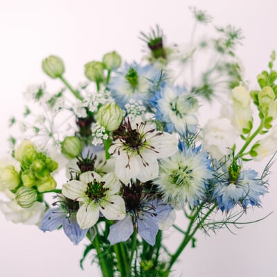 Saatgutkollektion für Blumensträuße, Jungfer im Grünen