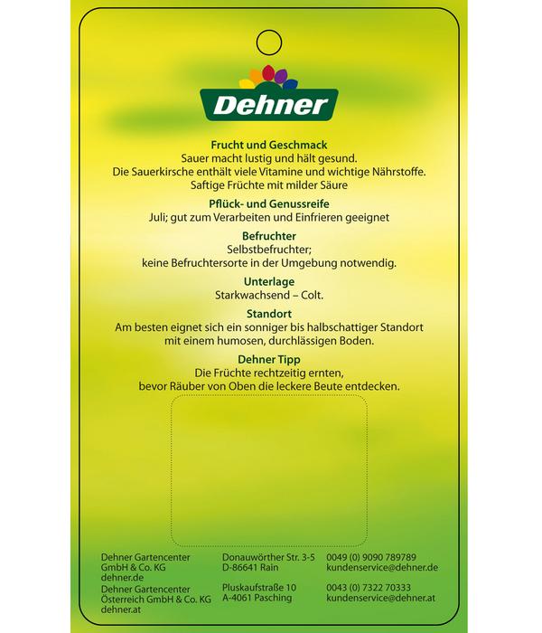 Sauerkirsche 'Morellenfeuer'