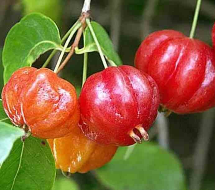 Eugenia uniflora (cerisier de cayenne, pitanga, cerisier carré de tahiti) taille pot de 7 litres ? 80/100 cm