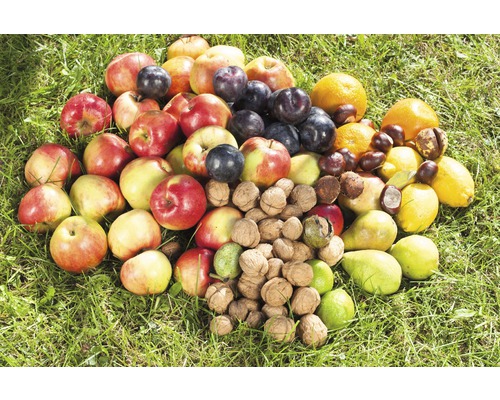Fruitverzamelaar/rolverzamelaar GARDENA combisystem