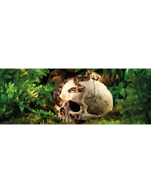 Exo Terra Schuilplaats Primate Skull - Ornamenten - 17x13.5x11.5 cm