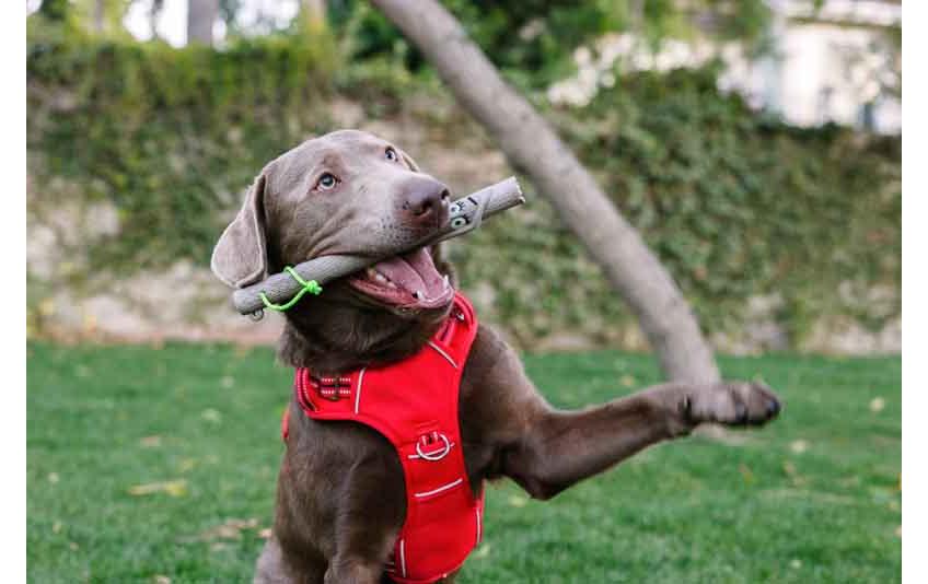 Hunde-Spielzeug Family Stick Twigg 30 cm x 2.5 cmSplitterfreier Hundestock