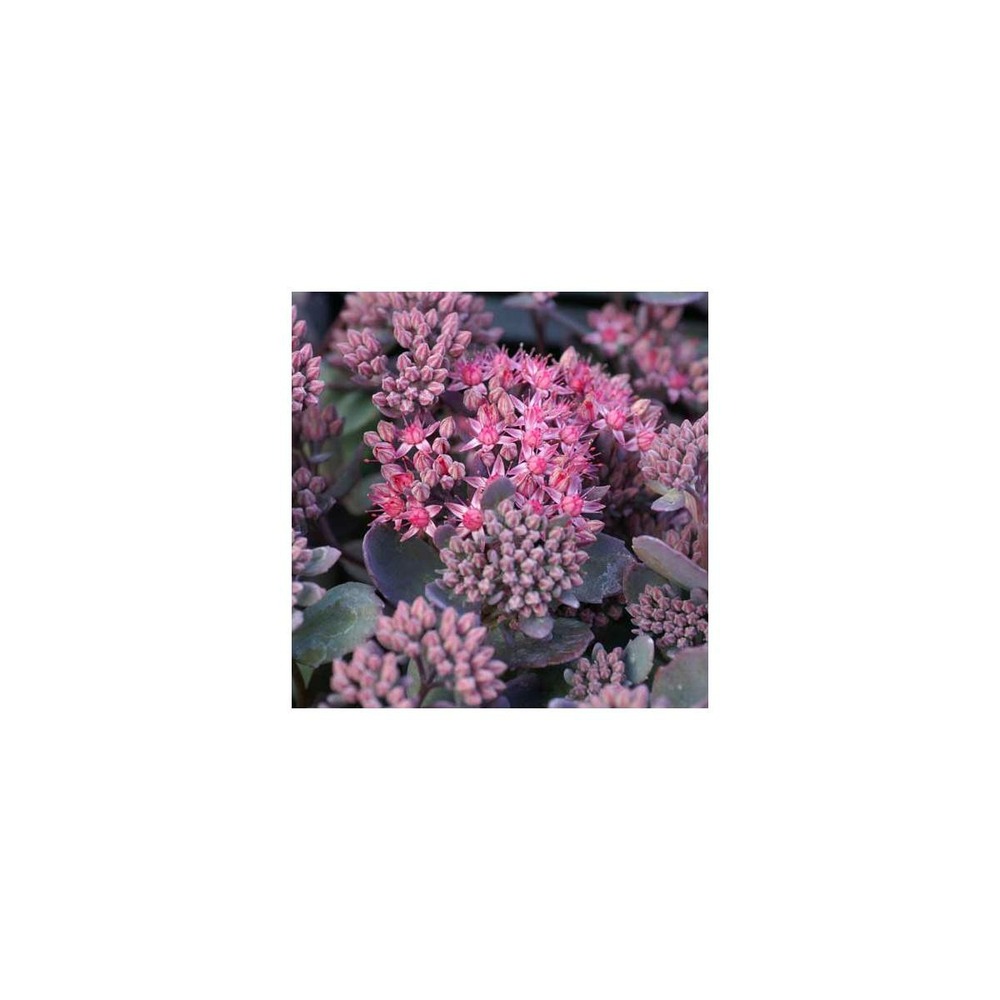 Orpin red canyon/sedum x red canyon[-]godet