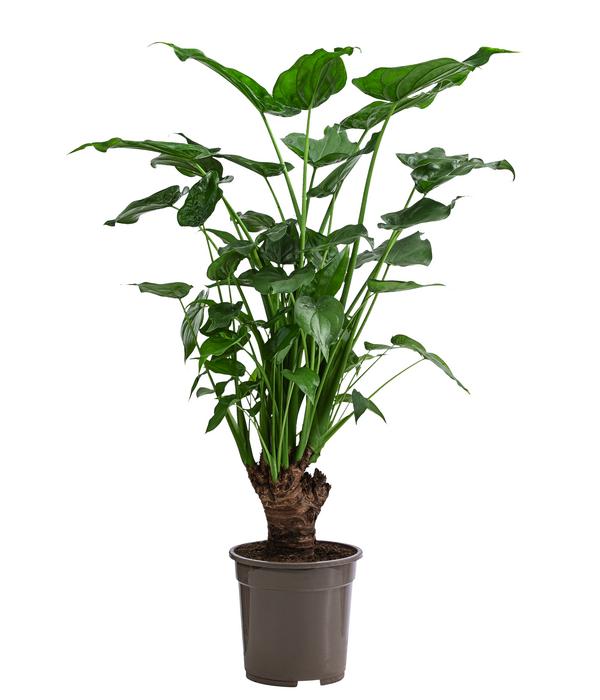 Pfeilblatt - Alocasia cucullata
