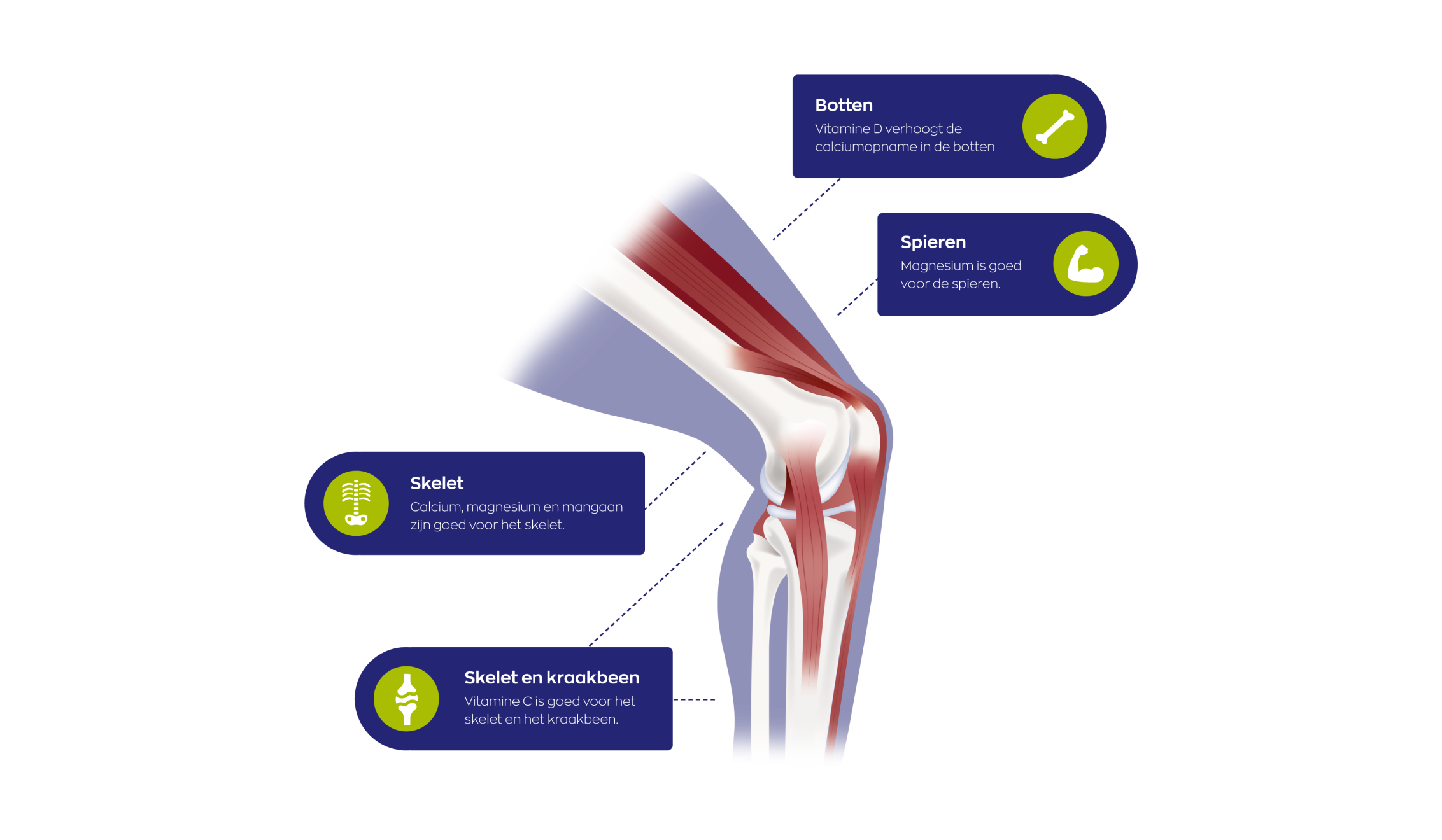 Atrimove® Glucosamine Complex poeder