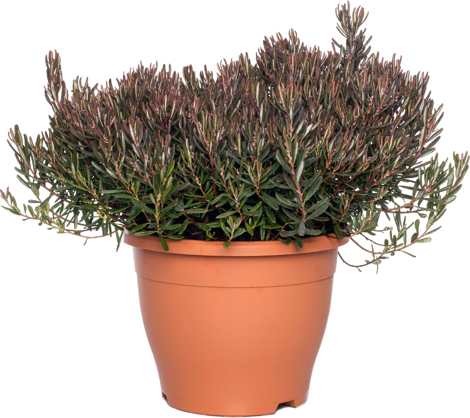 Lavendelheide (Andromeda polifolia 'Blue Ice') D 23 cm