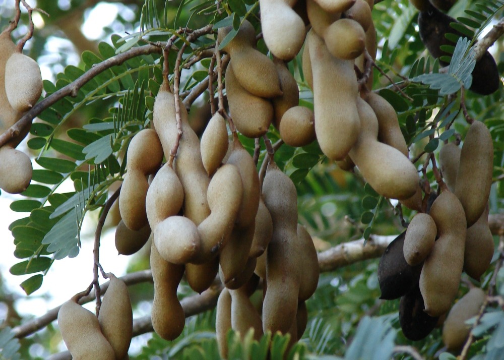 Tamarinier - dattier d'inde - 4 graines - tamarindus indica