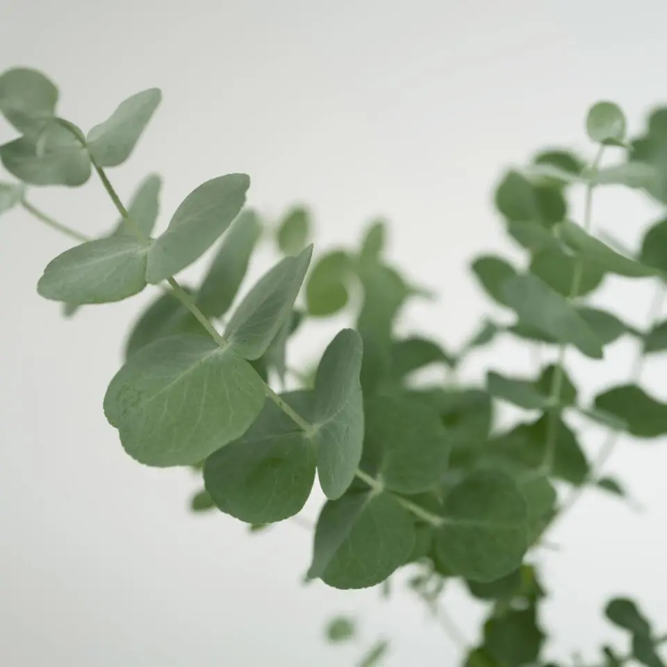 Gomboom - Set van 4 - Eucalyptus 'Pulverulenta' - Hoogte 25-40cm - ⌀12cm