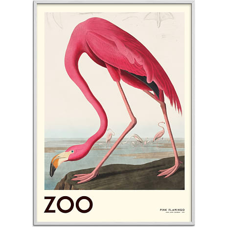 The Zoo Collection Flamingo - 50x70 cm