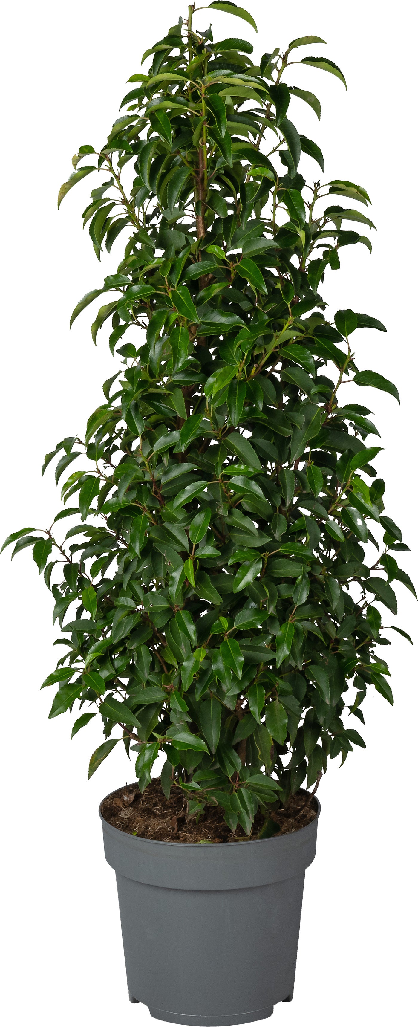 Portugese Laurier (Prunus lusitanica 'Angustifolia') D 29 H 100 cm