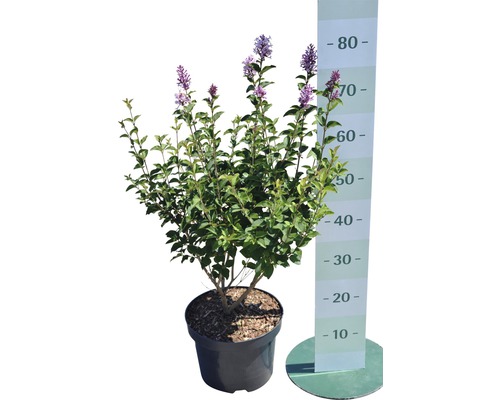 Dwerg geurende sering FloraSelf Syringa meyeri 'Palibin' H 60-80 cm Co 6 L