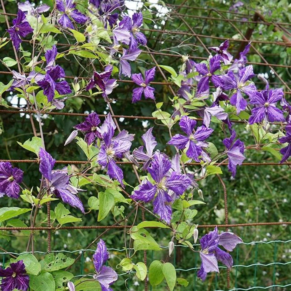 Clématite 'tie dye' clematis jackmanii 3l