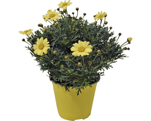Struikmargriet FloraSelf Chrysanthemum frutescens Ø 18 cm pot