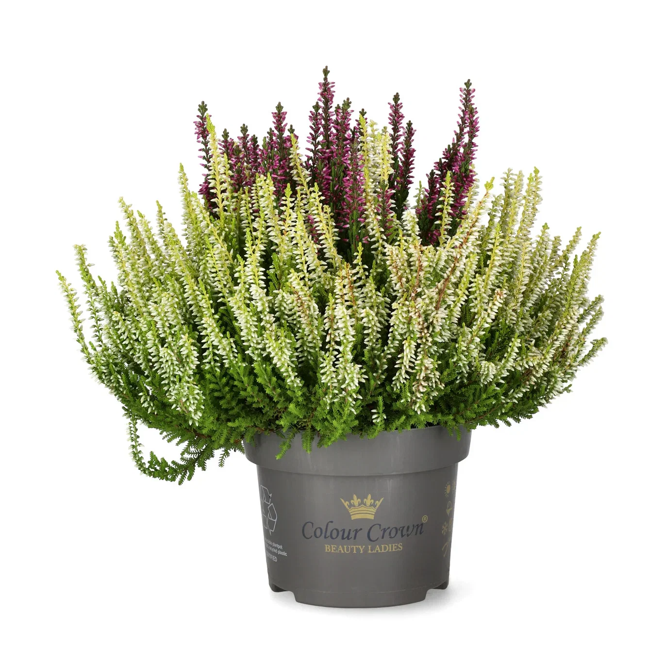 Calluna vulgaris (Beauty Ladies Series) 'Colour Crown' Røsslyng BEAUTY LADIES 'Color Crown' i skål Ø12 cm