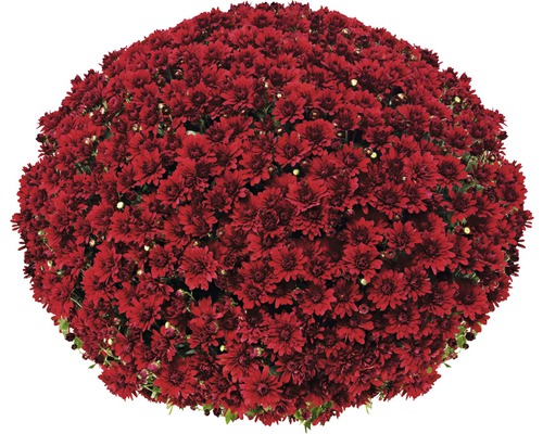 Chrysanthemum bol Ø 55+ cm FloraSelf Chrysanthemum indicum Ø 19 cm Plantdiameter ca. 55 cm Willekeurige variëteitselectie