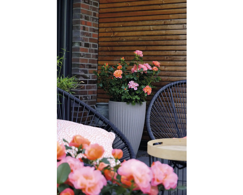 Floribunda Roos 'Sugar Candy' FloraSelf Rosa 'Sugar Candy' Co 3.5 L