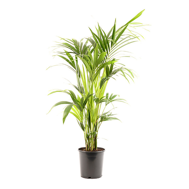 Howea forster 24cm