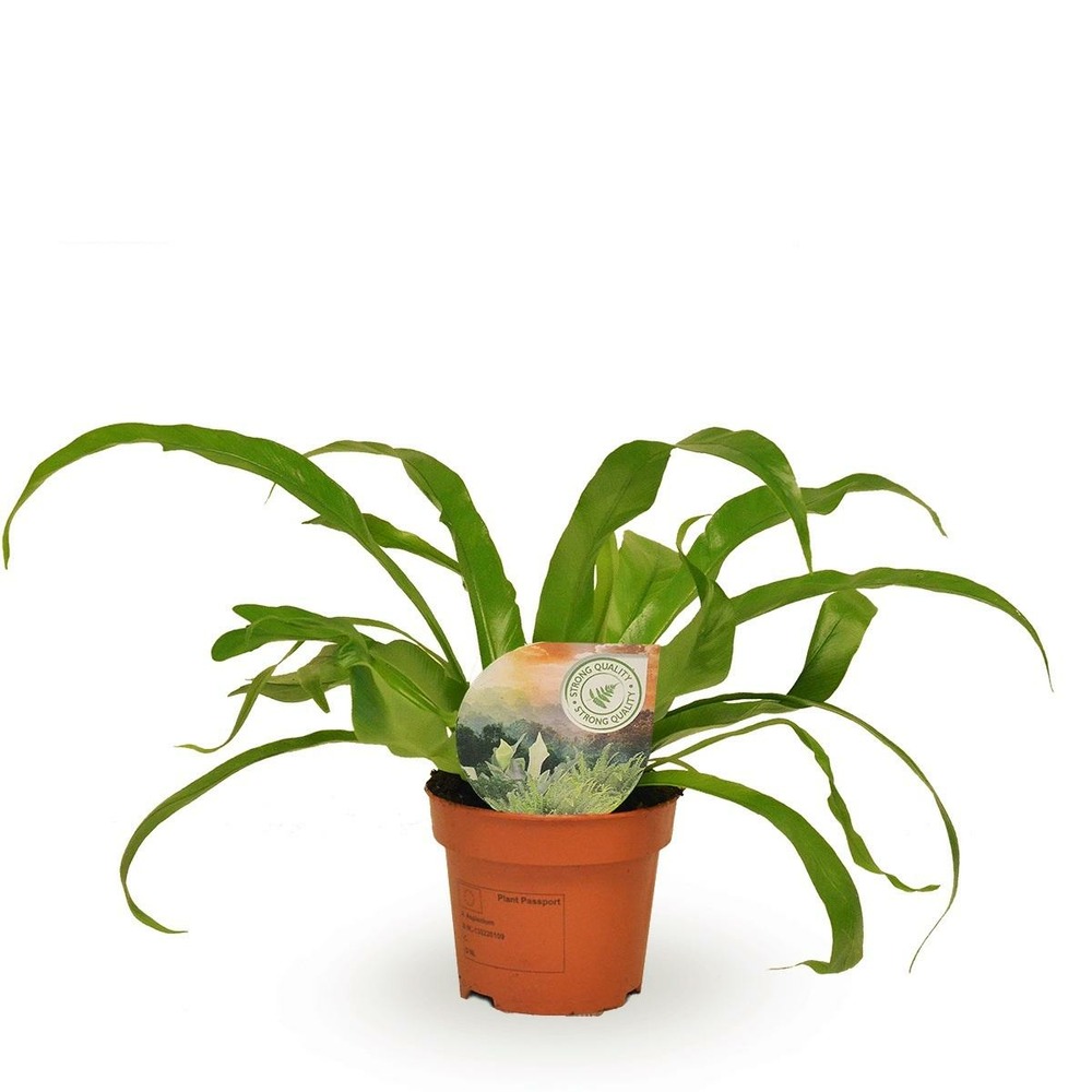 Plante d'intérieur - asplenium 'antiquum' 30.0cm
