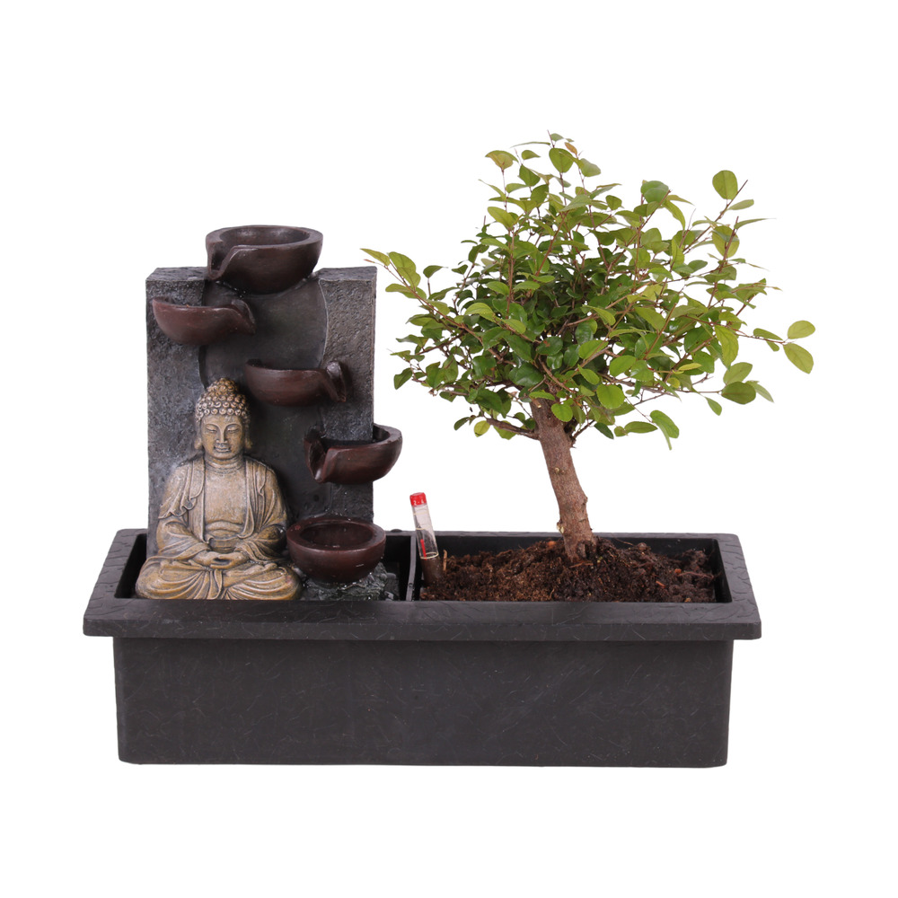 Bonsaï avec système d'eau - bouddha - hauteur 25-35cm