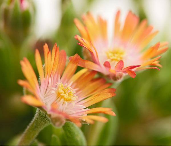 Mittagsblume 'Firespinner', verschiedene