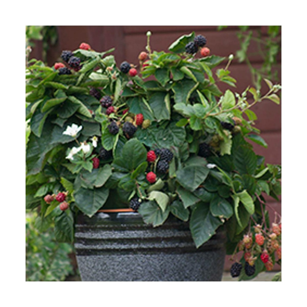 Mûre fruticosus purple opal®/rubus fruticosus purple opal®[-]godet - 5/10 cm