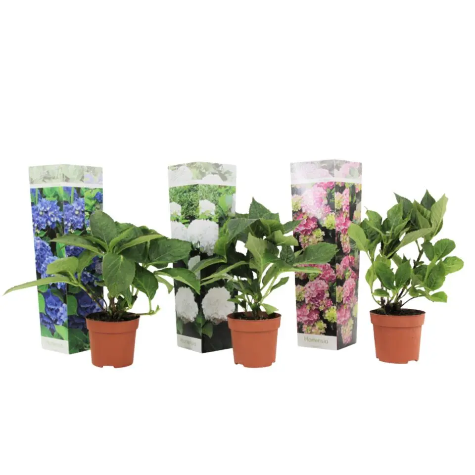 Hortensia - Set van 3 - Hydrangea macrophylla - Hoogte 25-40cm - ⌀9cm