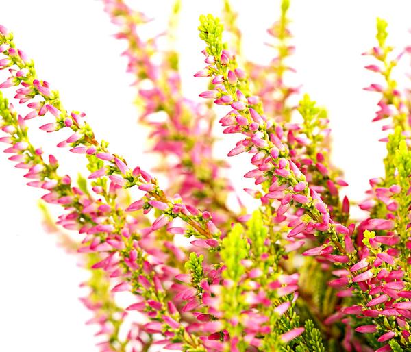 Knospenheide 'Golden Angie®'