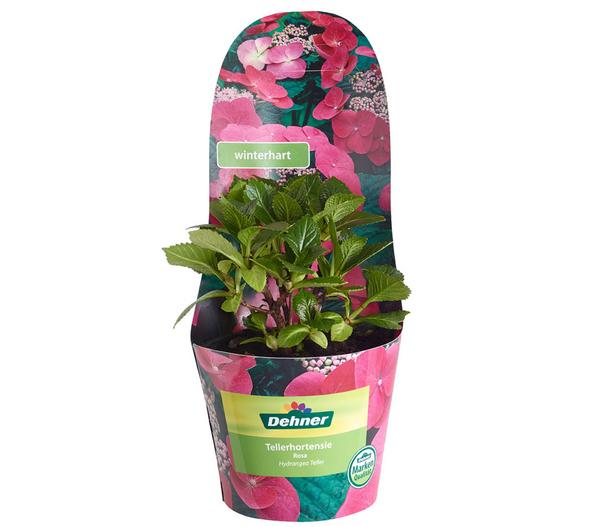 Teller-Hortensie, ca. 15-25 cm