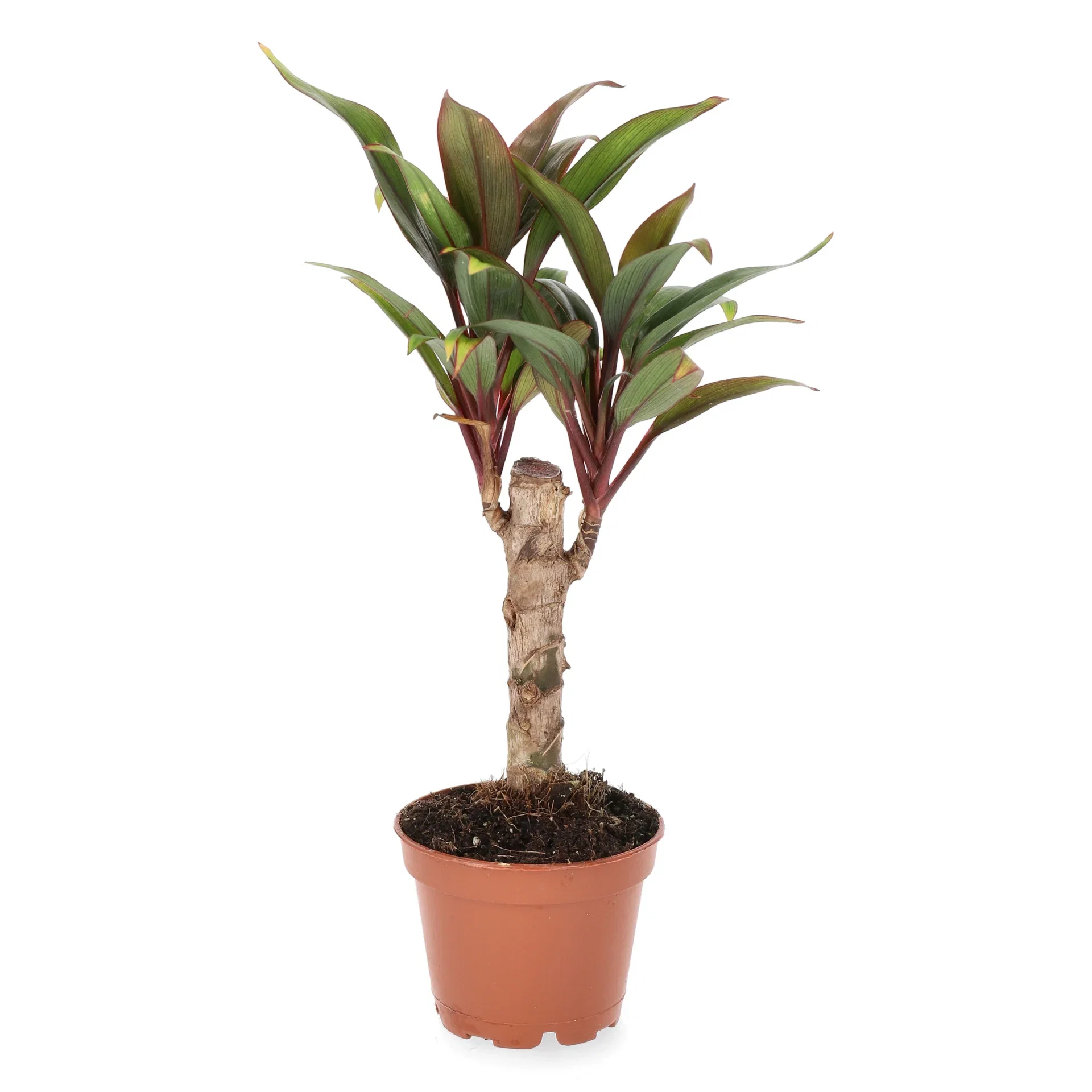 Cordyline fruticosa 'Purple Compacta' Dragelilje Høyde 10 cm