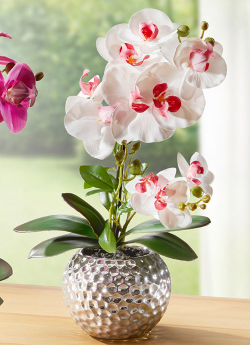 Orchidee Phalaenopsis in Keramikschale
