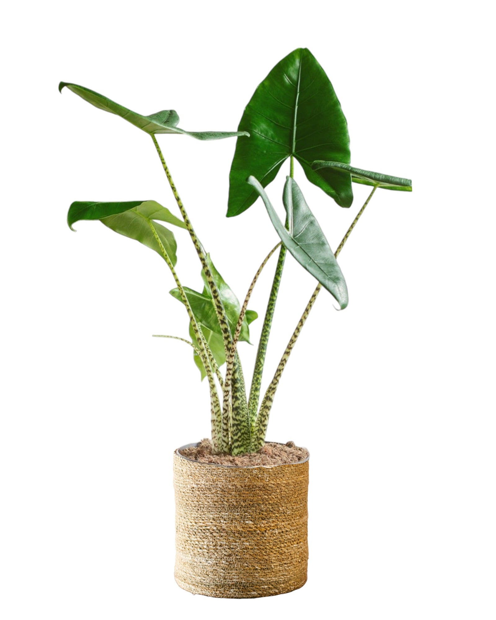 Plante d'intérieur - alocasia zebrina xl 75.0cm