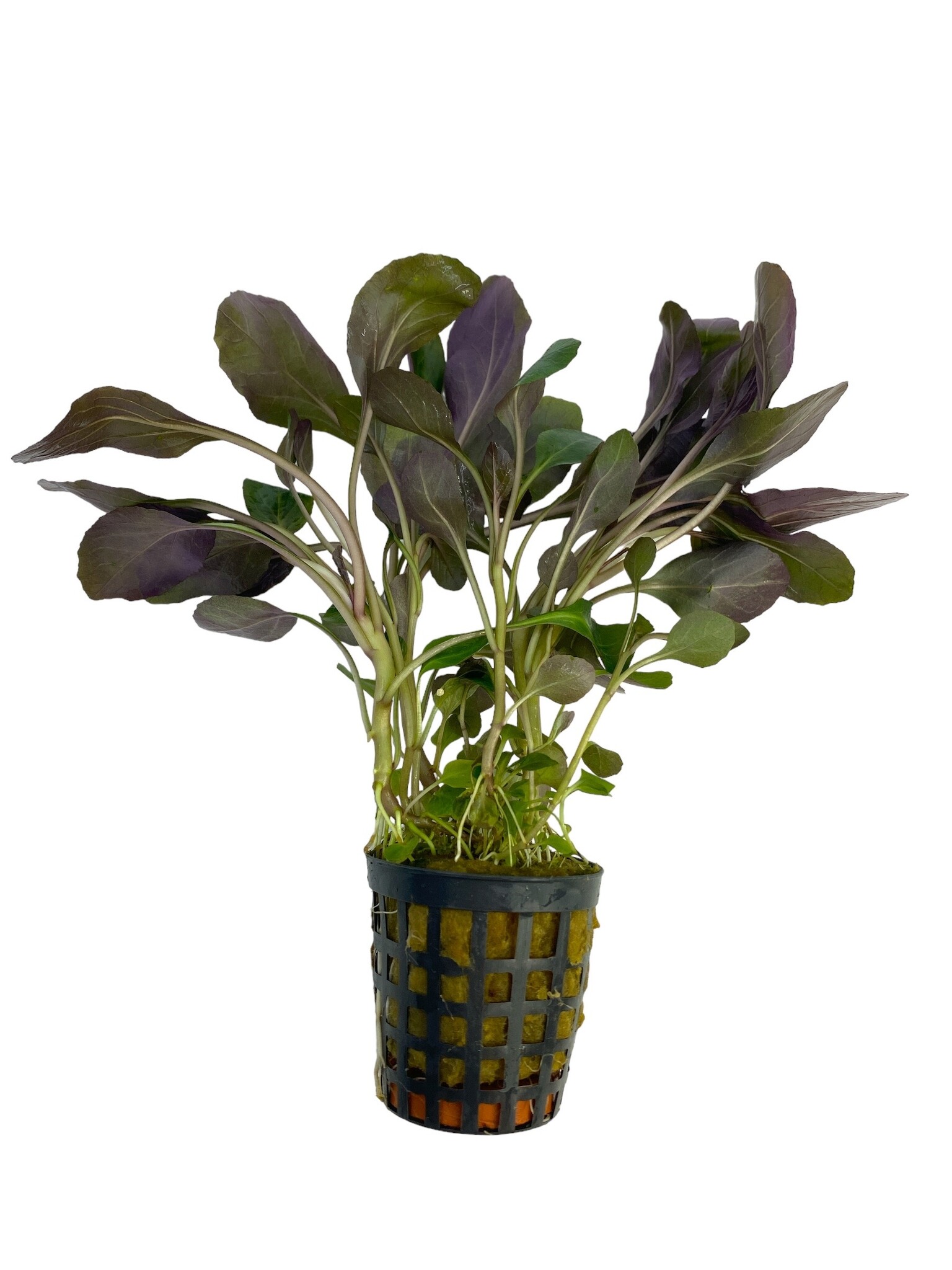 Waterplant Lobelia Cardinalis 5cm  Pot Aquariumpant