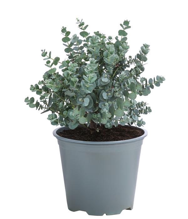 Eukalyptus, Busch