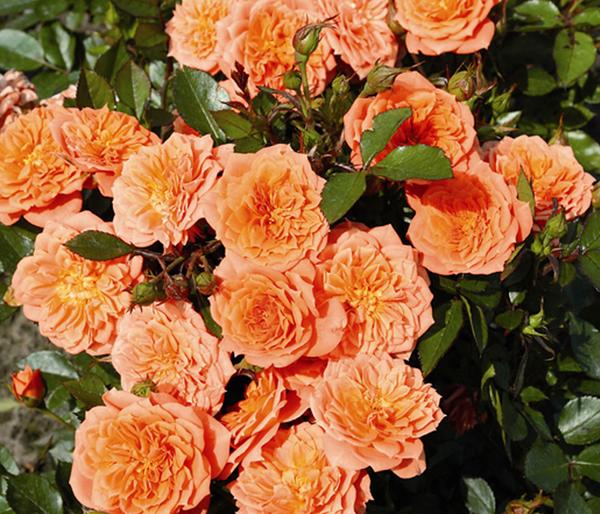 Zwergrose 'Ninetta®'