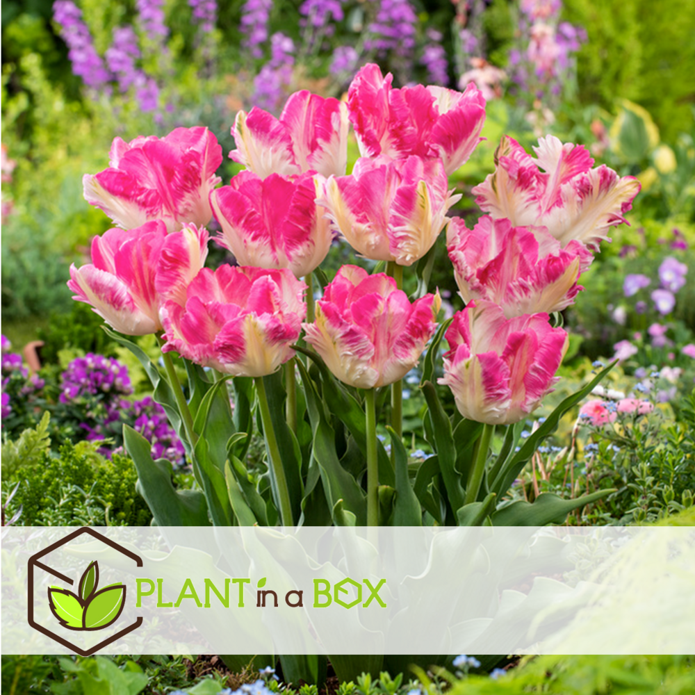 Tulipa cabanna - 20x bulbes de tulipes - rose / blanc