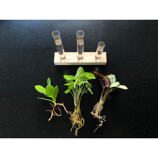 Compo de 3 plantes d'intérieur en verrerie et bois D5cm