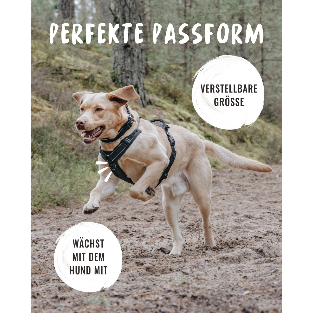 Rudelkönig Hundegeschirr - Gepolstertes Brustgeschirr schwarz S