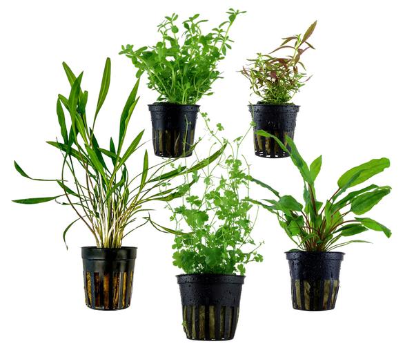 Dehner Aqua Aquarienpflanzen-Set