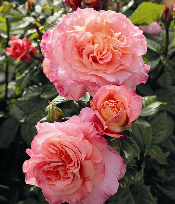Edelrose 'Augusta Luise®'