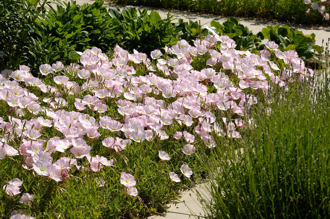 Teunisbloem (Oenothera speciosa 'Siskiyou') D 11 H 20 cm