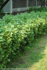 Ribes alpinum 'Schmidt' Alperips 'Schmidt' Ø15 cm