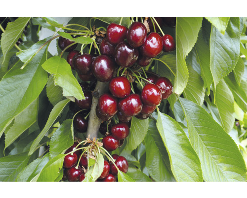 Biologische zuilvormige zoete kersenboom FloraSelf Organic Prunus avium 'Helene' H 130-150 cm Co 7.5 L