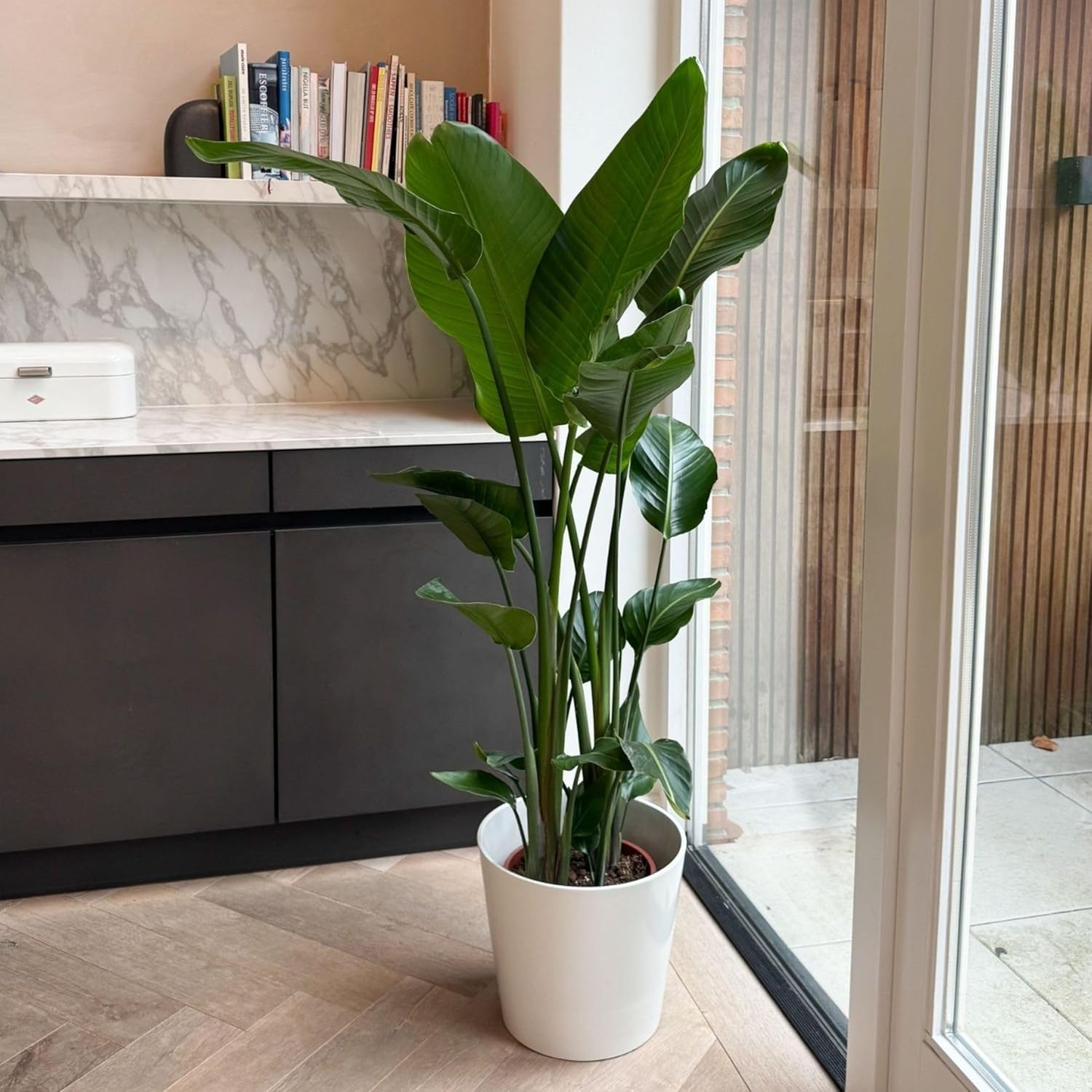 Plant in a Box - Strelitzia Nicolai XXL - Große lebende grüne Interieurpflanze - Paradiesvogelpflanze - Topf 28cm - Höhe 150-170cm