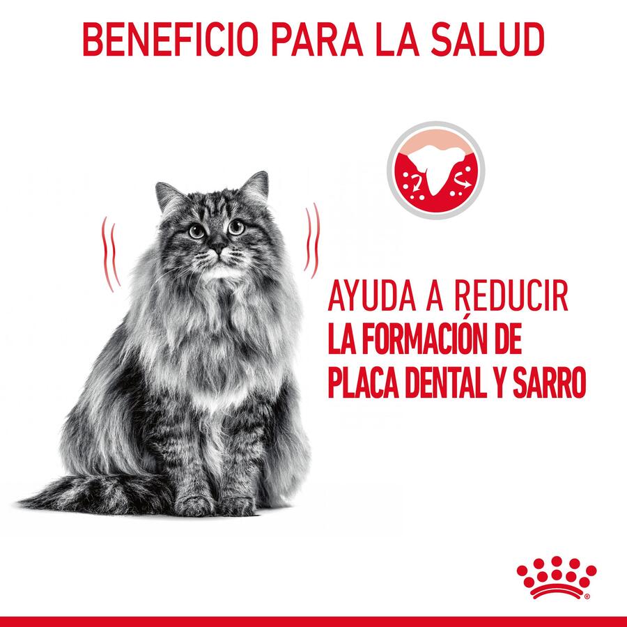 Ração oral Royal Canin Adult para gatos