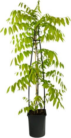 Blauwe regen (Wisteria sinensis 'Prolific') H 175-200 cm