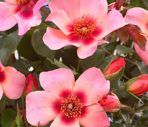 Persische Rosen, verschiedene Farben