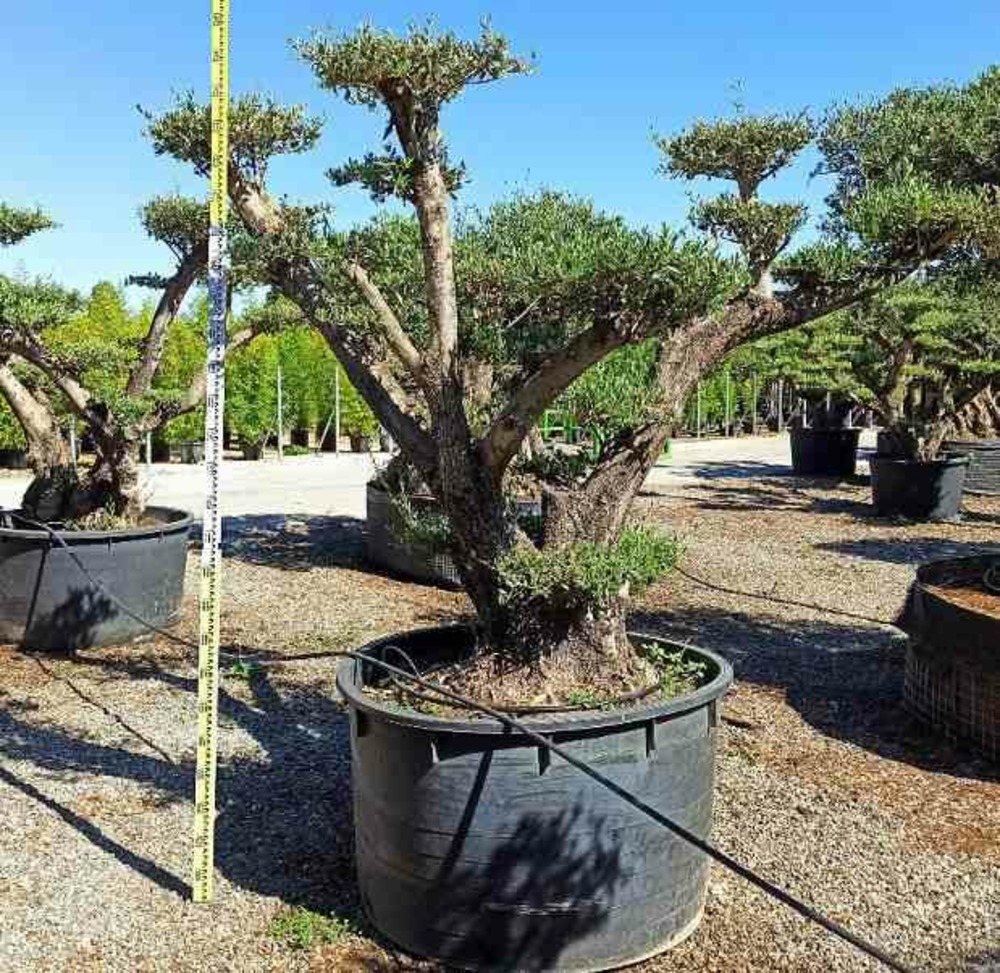 Olea europaea (oliviers) multi-plateaux blanc - taille multi-plateaux - pot 375l - 200/250cm