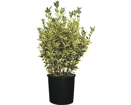 Kardinaalsmuts FloraSelf Euonymus japonicus 'Bravo' H 60-80 cm Co 18 L