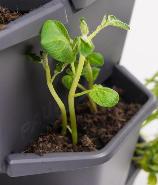 Gusta Garden Kartoffelturm Paul Potato
