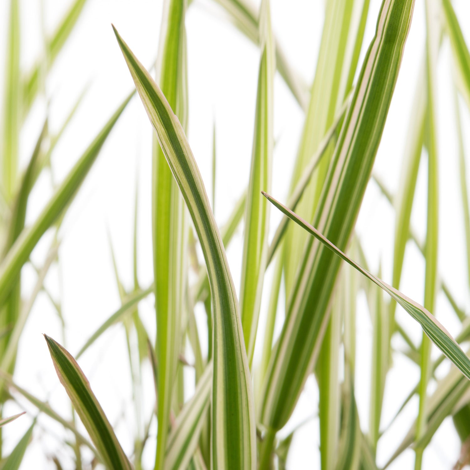 Kanariegras (Phalaris arundinacea 'Picta') D 18 H 30 cm